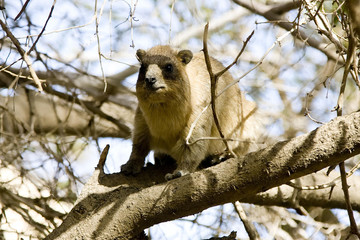 Daman on a Tree in Ein Gedi