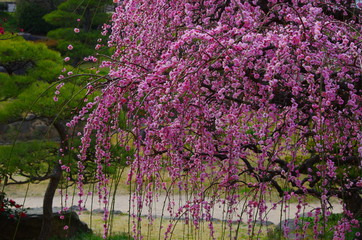 満開の枝垂れ梅と和庭園　harmony garden and prunus mume form. pendula