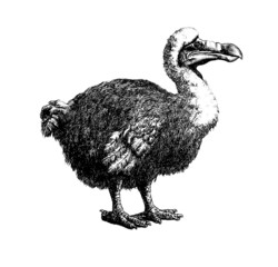 Dodo Dronte © Erica Guilane-Nachez