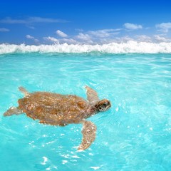 Fototapeta premium Green sea Turtle Chelonia mydas Caribbean