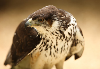 Portrait of a Saker Falcon