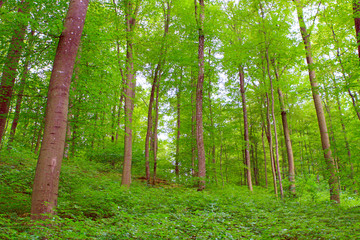 Obraz premium Der Wald