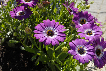 flor_03 © Nuno Oliveira