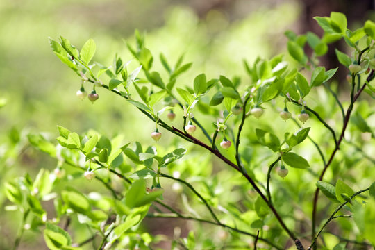 Hurtleberry (Vaccinium Myrtillus)