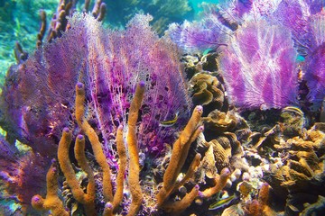 Caribbena coral reef Mayan riviera colorful
