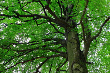 Der Baum