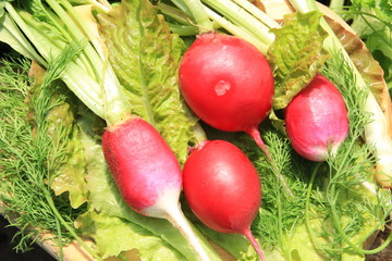 Редиска и зелень