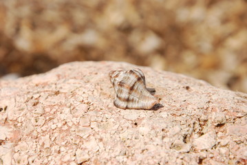 Muschel