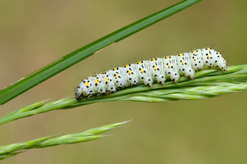 caterpillar