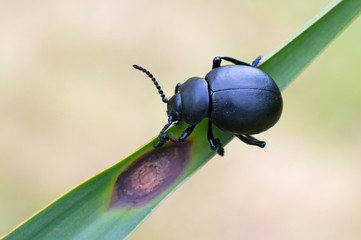 Timarcha tenebricosa