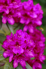 Fototapeta na wymiar Rhododendron
