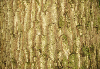 Tree bark texture