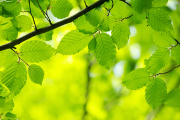 green leaves