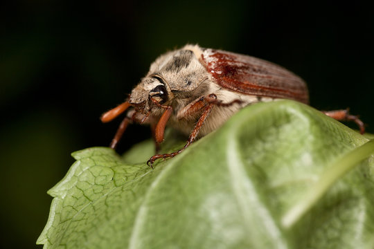 Cockchafer Beetle