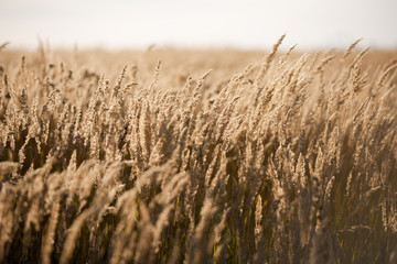 dry grass in the autumn