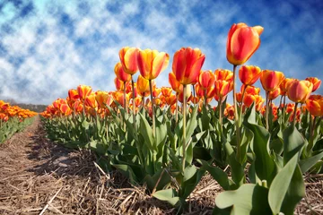 Photo sur Aluminium brossé Tulipe Tulipes jaunes rouges dans le champ