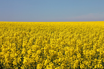 Obraz premium yellow rape canola field blue sky
