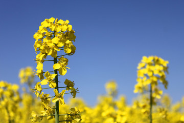yellow rape canola field blue sky