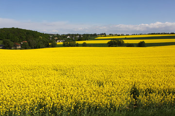 yellow rape canola field blue sky