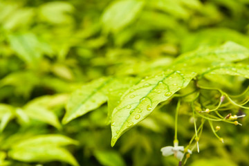 Green leaves with droplets tilted out