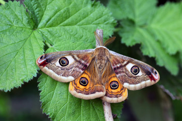 Emperor Moth male