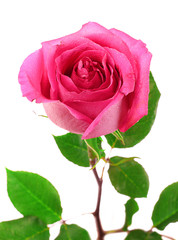 Fototapeta premium beautiful pink rose on a white background