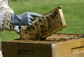 apiculture