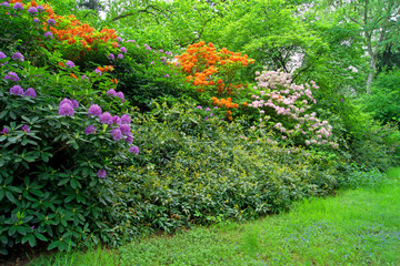 Rhododendron Sträucher