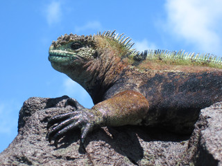 Colorful Marine Iguana On Rock