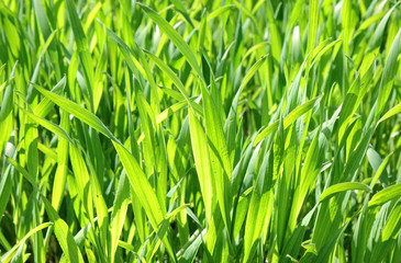 Sprouts of green wheat