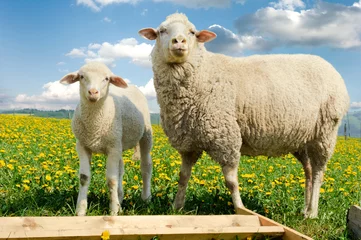 Papier Peint photo Lavable Moutons Mère mouton et son agneau dans le champ de pissenlit