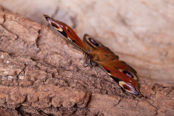 Tagpfauenauge