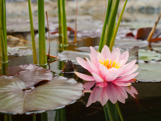 pint water lily