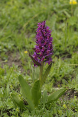 Dactylorhiza sambucina