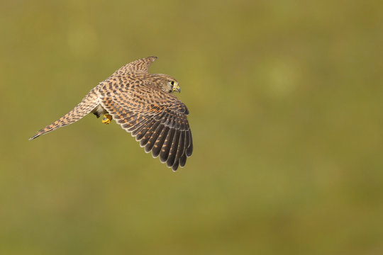 Common Kestrel or Eurasian Kestrel - Falco tinnunculus