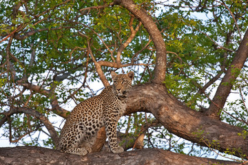 Fototapeta na wymiar african leopard in tree