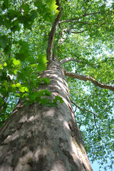 Fototapeta premium Natur