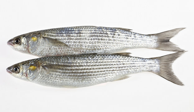 Two fish Golden grey mullet on white background