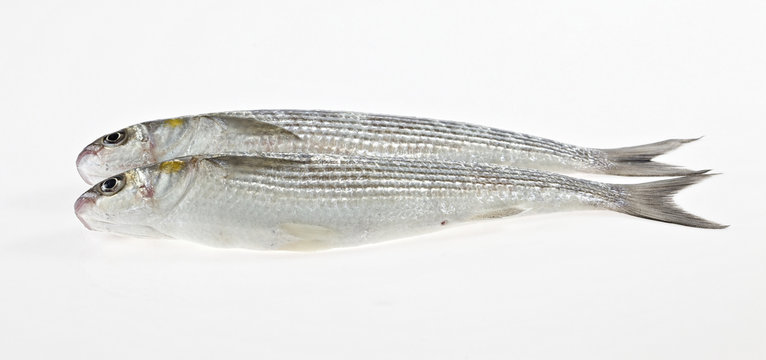 Two fish Golden grey mullet on white background