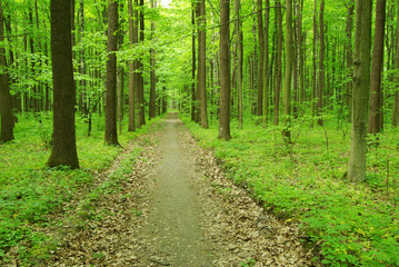 Fototapeta na wymiar path in green forest