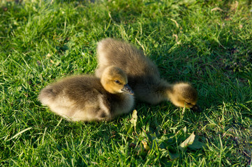 two baby geese