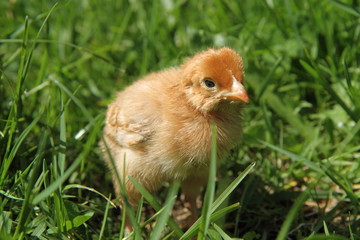 Brown baby chicken on grass