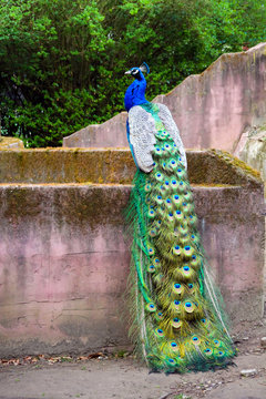 Pfau