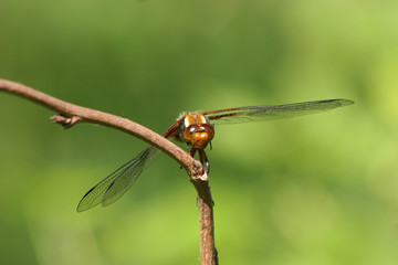 Plattbauchlibelle (Libellula depressa)