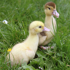 Yellow and brown ducklings on grass