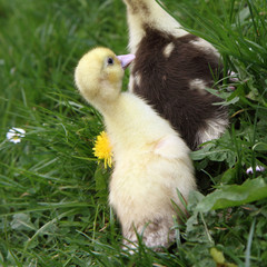 Yellow and brown ducklings on grass