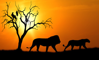 Obraz na płótnie Canvas lion silhouette