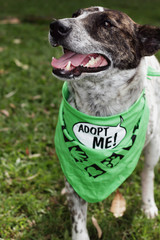 Adopt Me