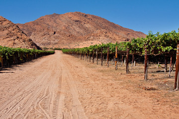 vineyard in desert - 32435430