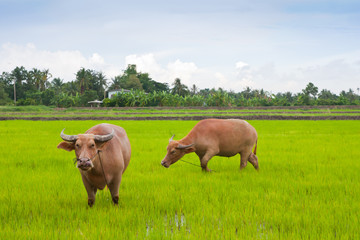 buffaloes